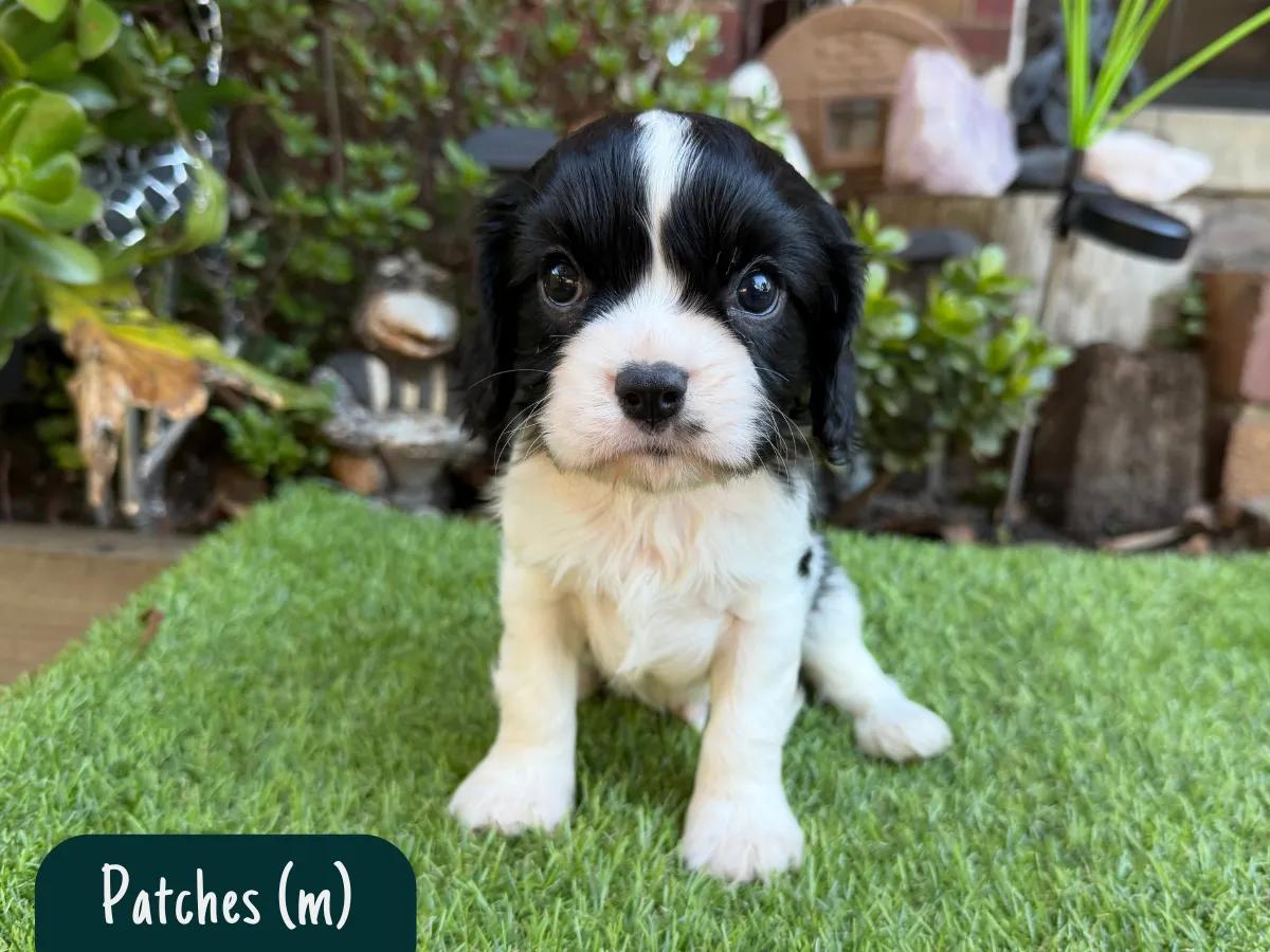cavalier-puppies-victoria