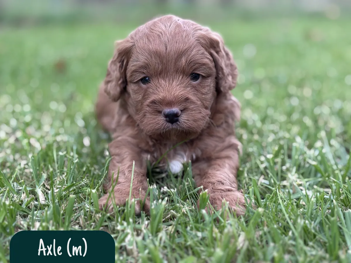 f1b-cavoodle-puppies