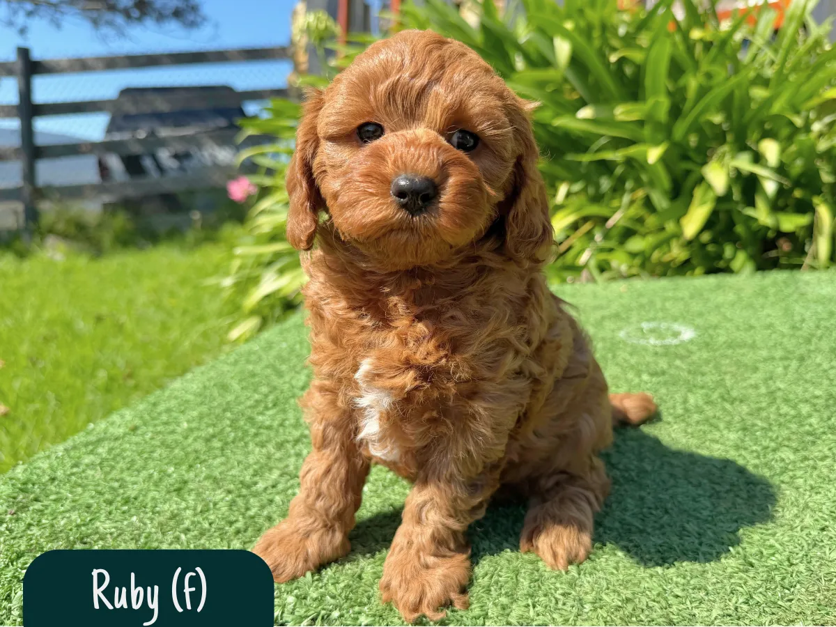 f1b-cavoodle