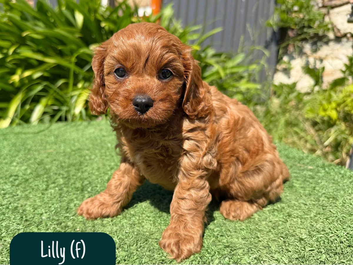 toy-cavoodle-puppies-victoria