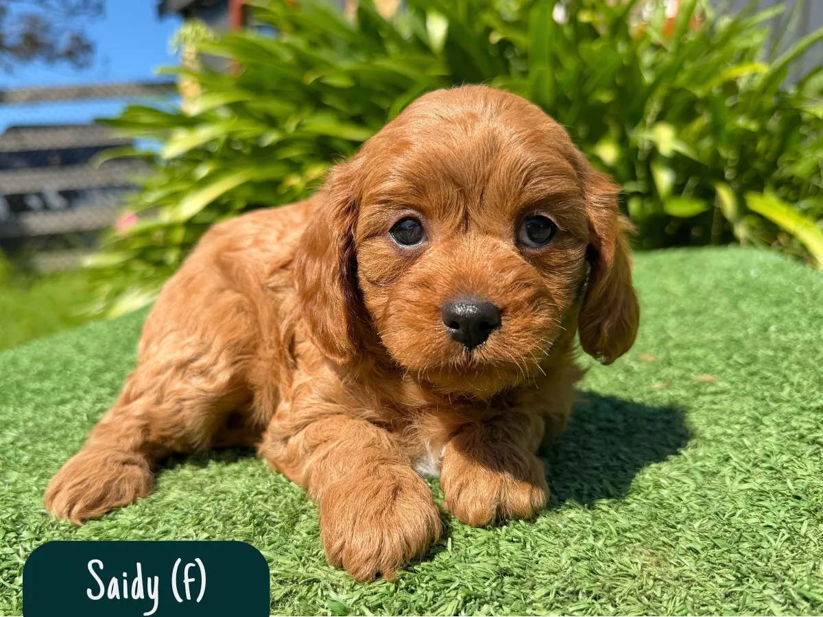 toy-cavoodle-puppies-victoria
