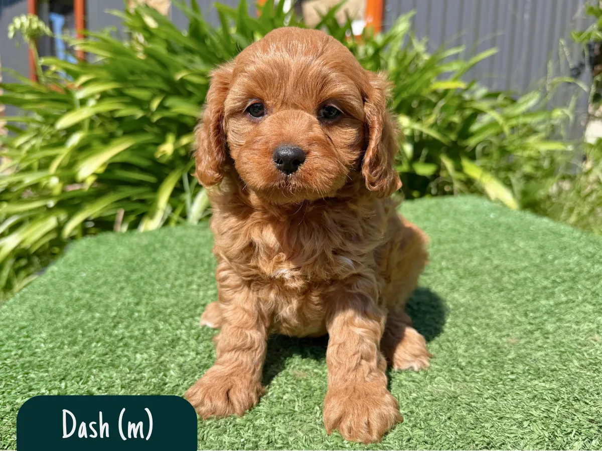 toy-cavoodle-puppies-victoria