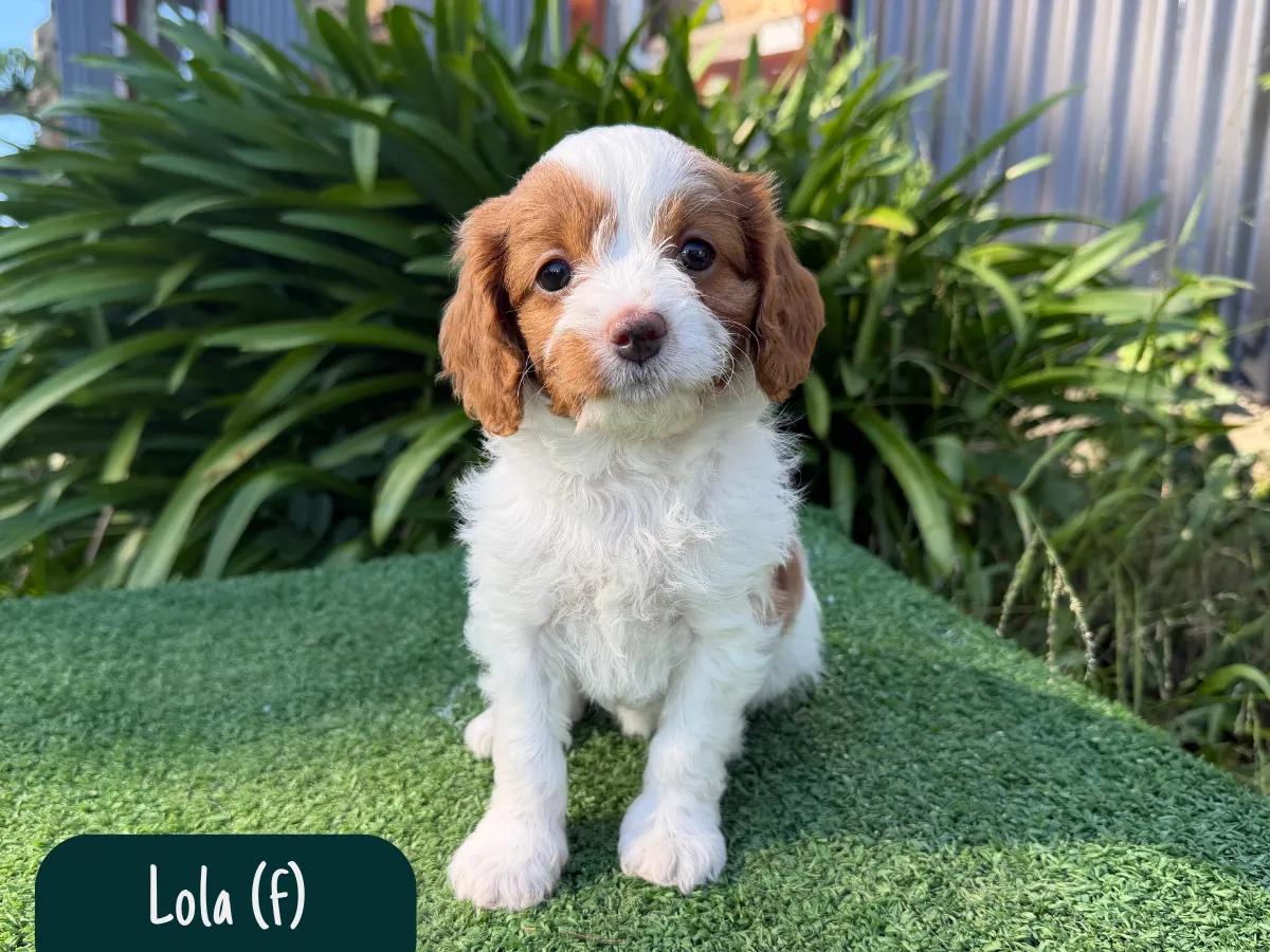 cavoodle-puppies-available