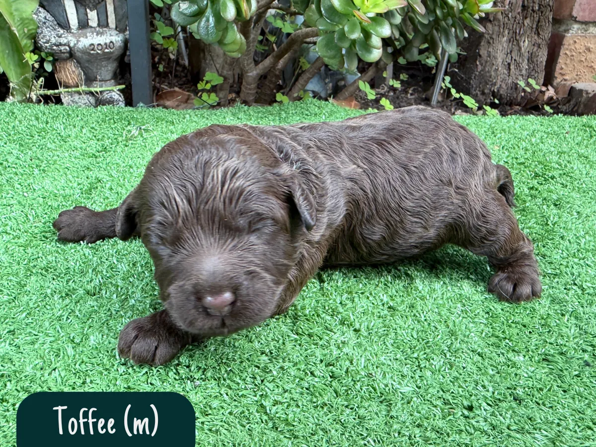 f1b-cavoodles-melbourne