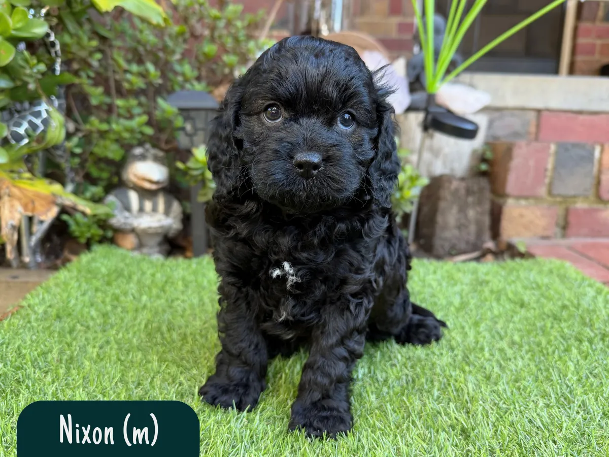 cavoodle-puppies-for-sale