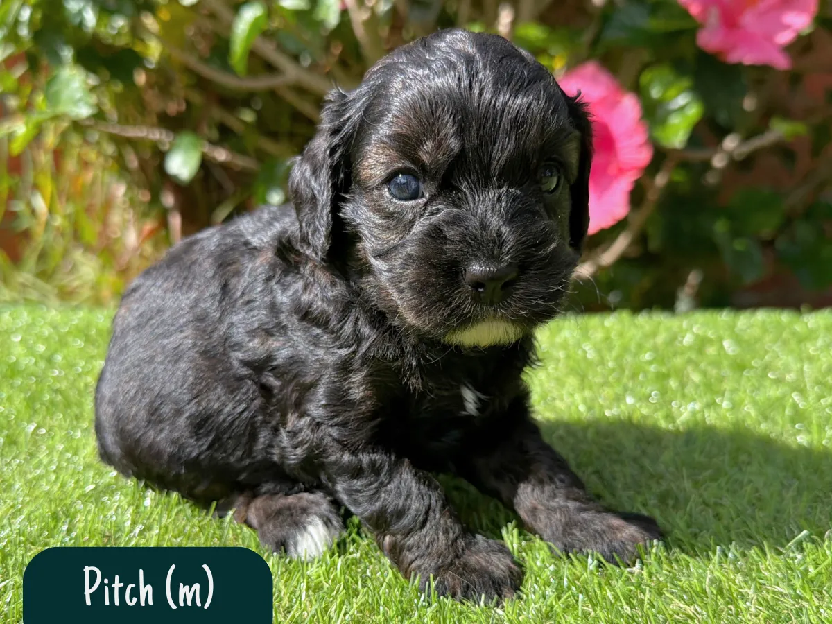 cavoodle-pups-available