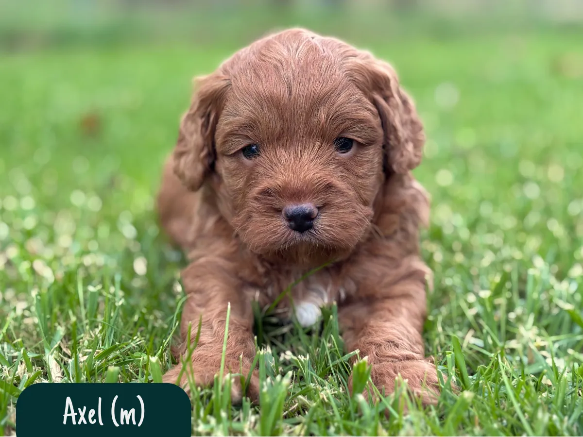 f1b-cavoodle-puppies