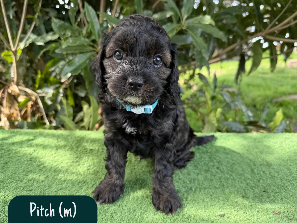 cavoodle-pups-available