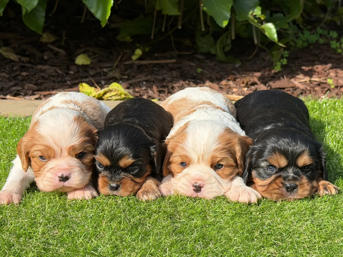 cavalier-puppies