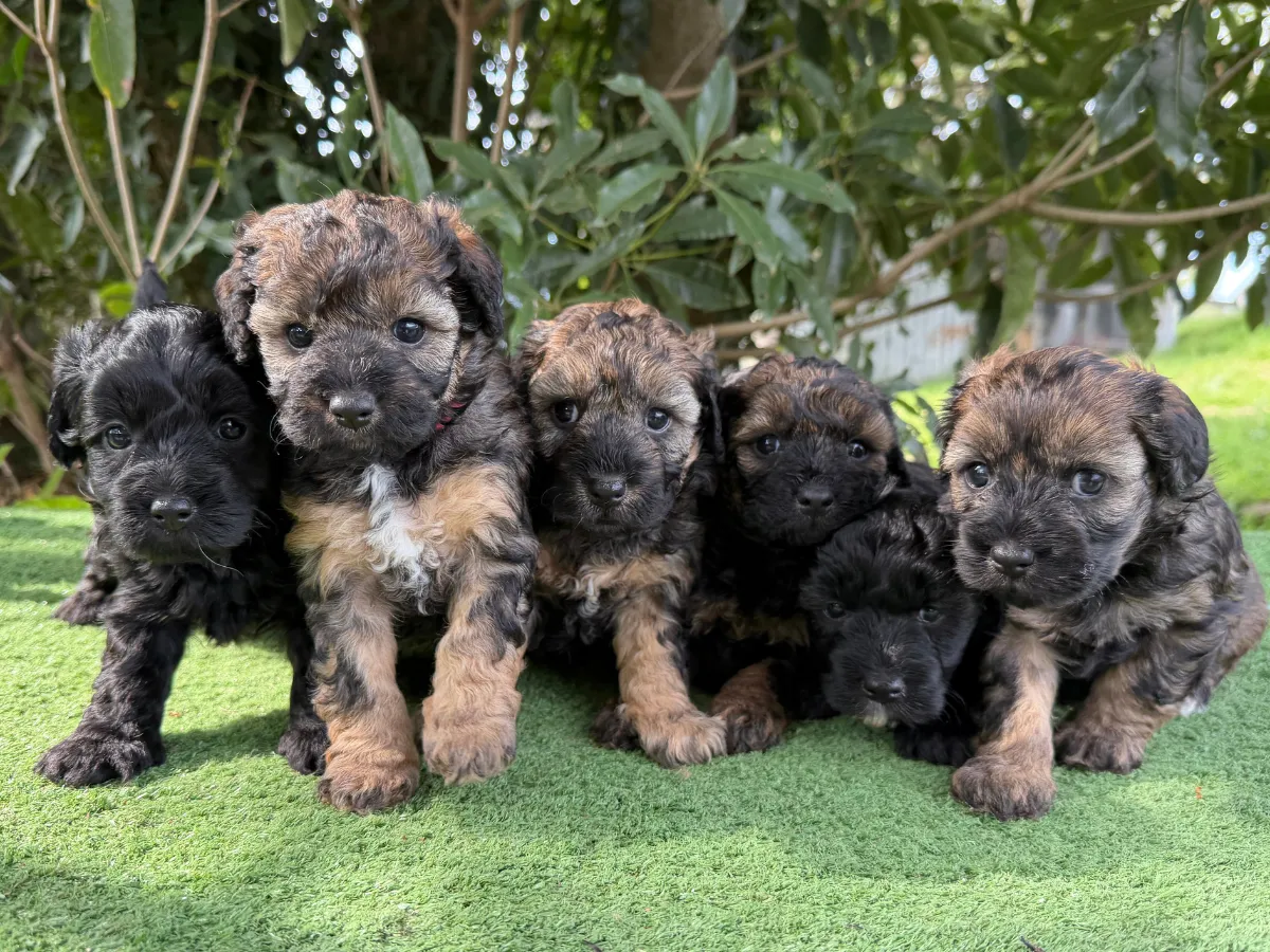 bordoodle-puppies-for-sale