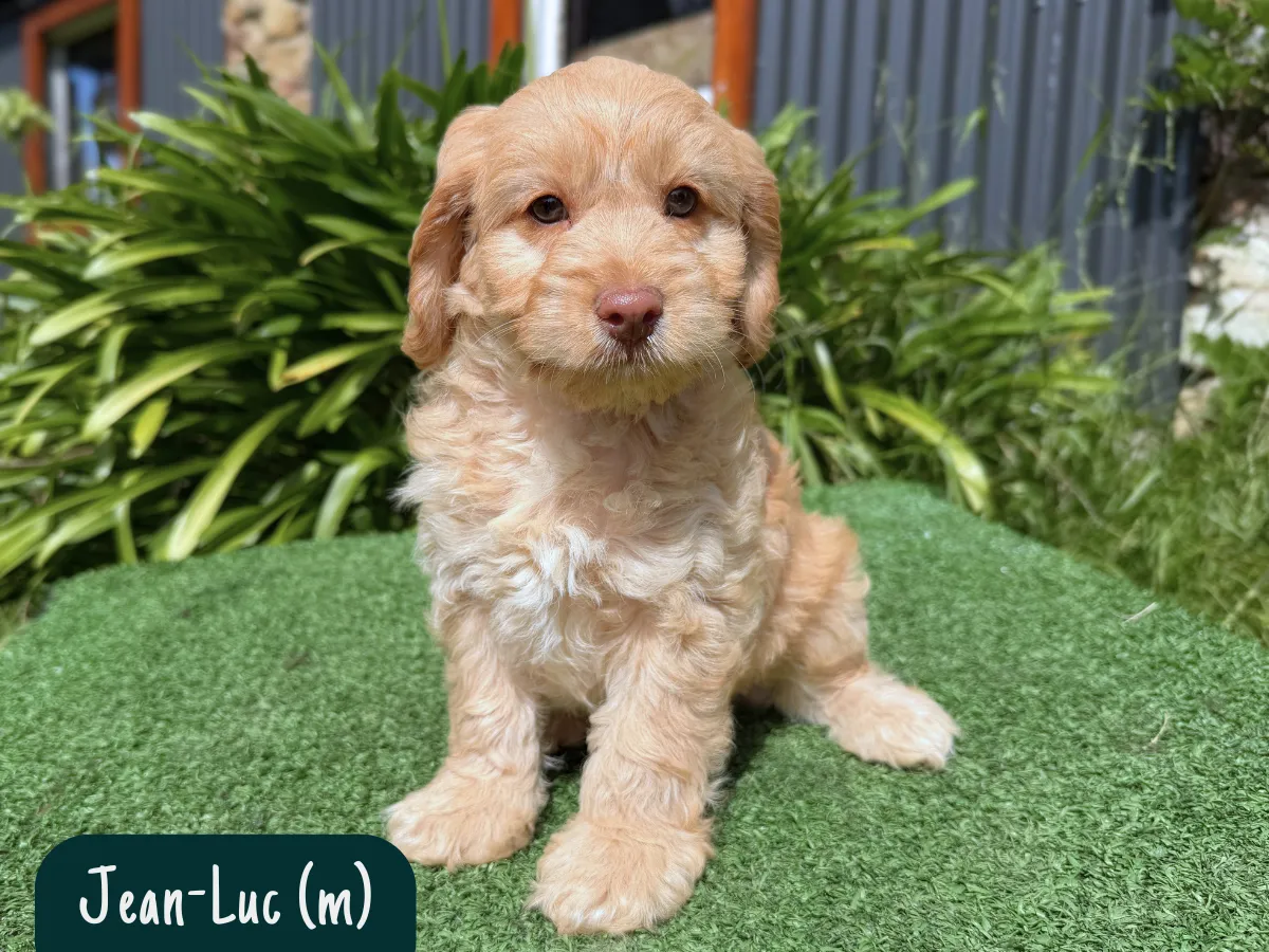 cavoodle-puppies-available