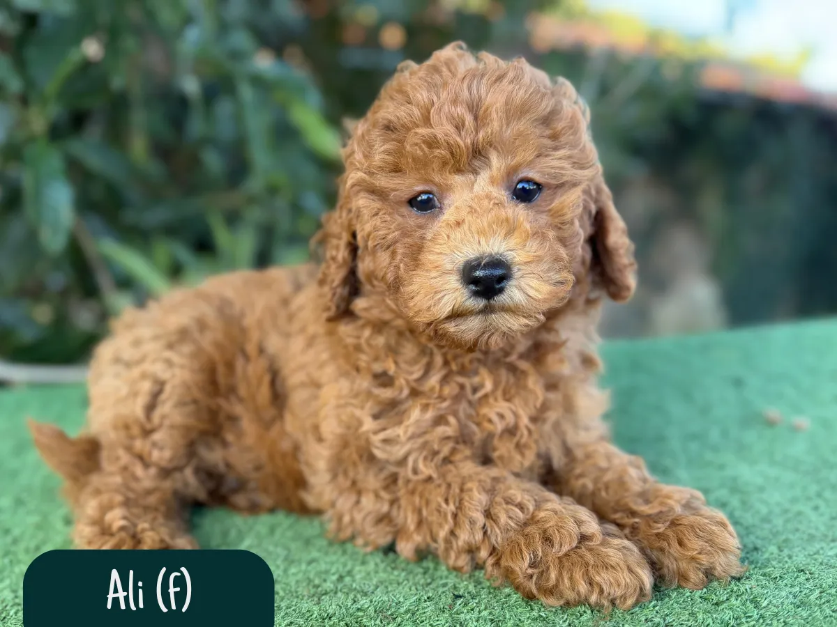 f1b-cavoodle