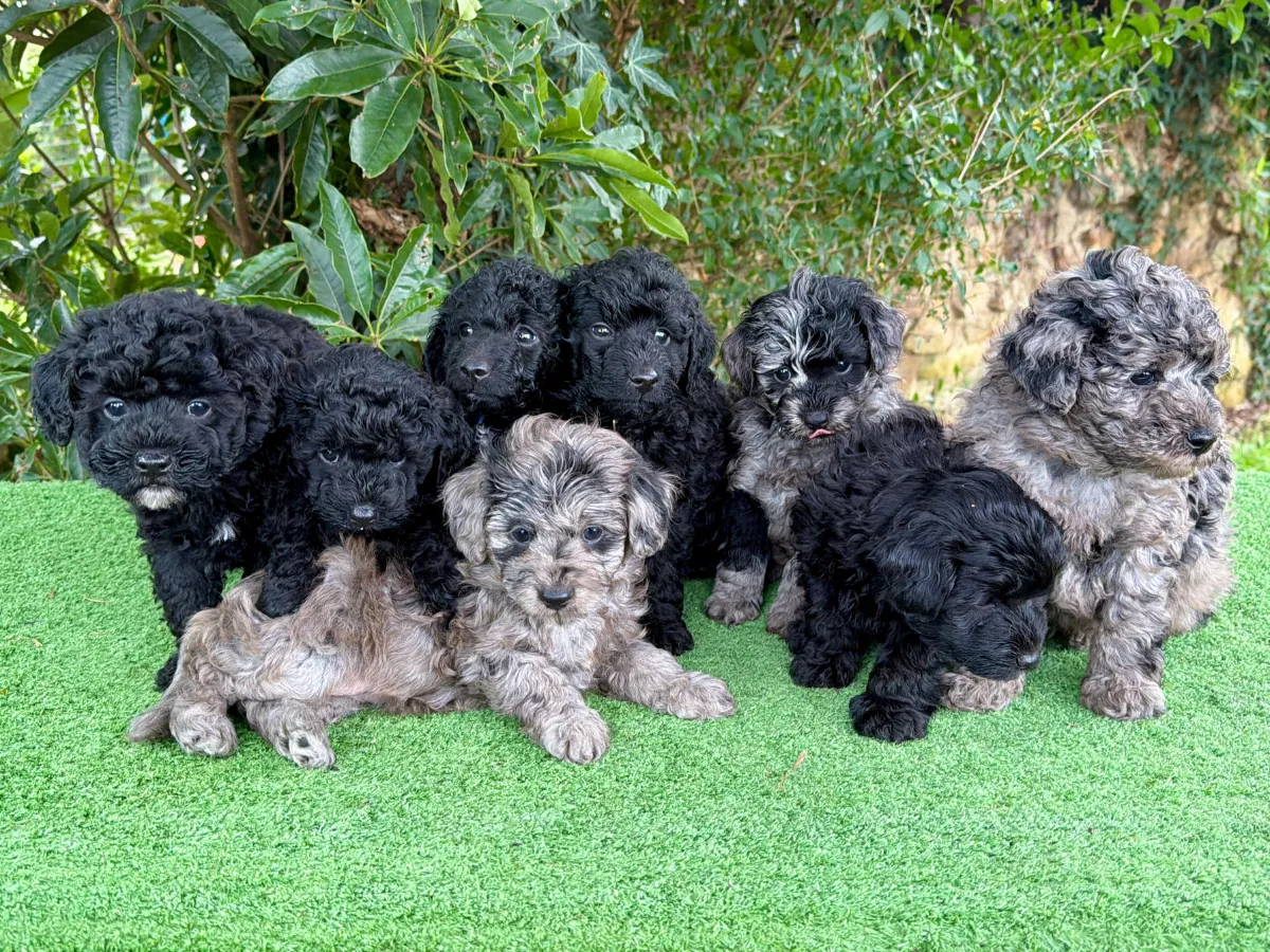 bordoodle-pups