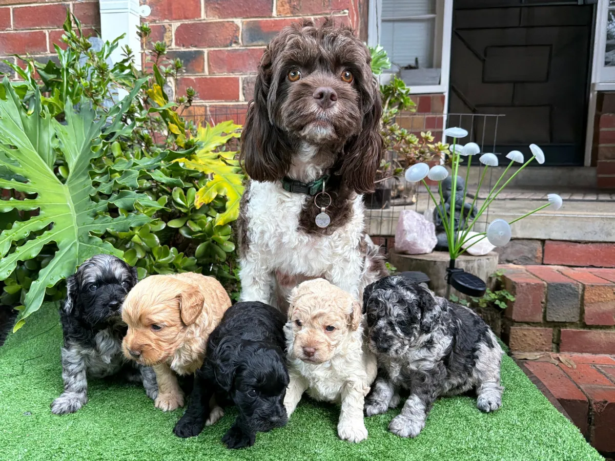 cavoodle-puppies-available