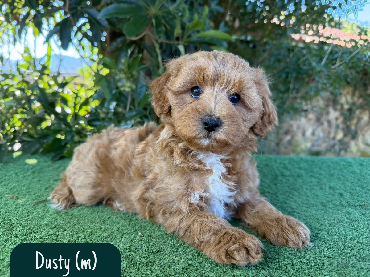 bordoodle-puppies