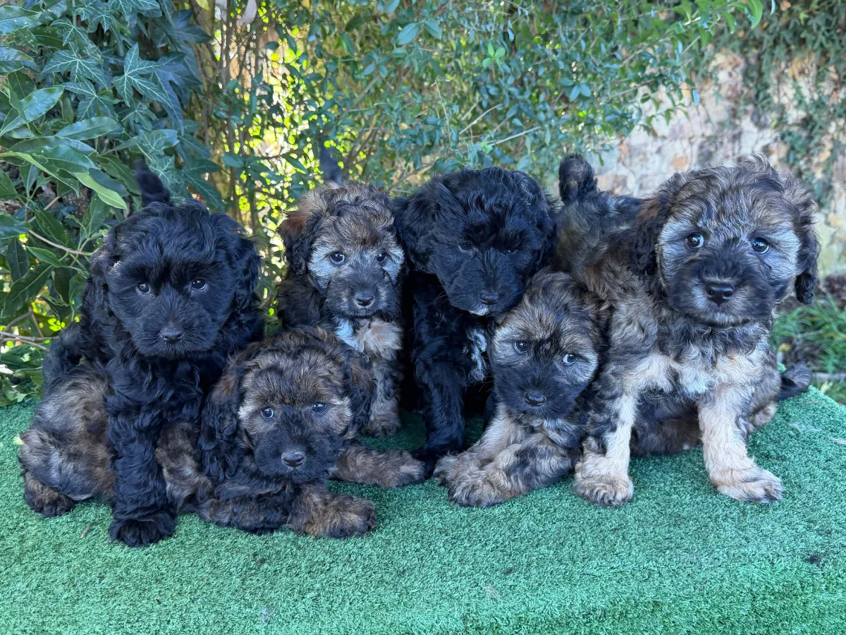 bordoodle-puppies-for-sale