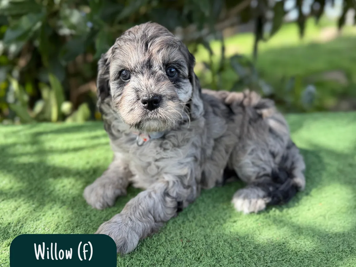 cavoodle-pups-available