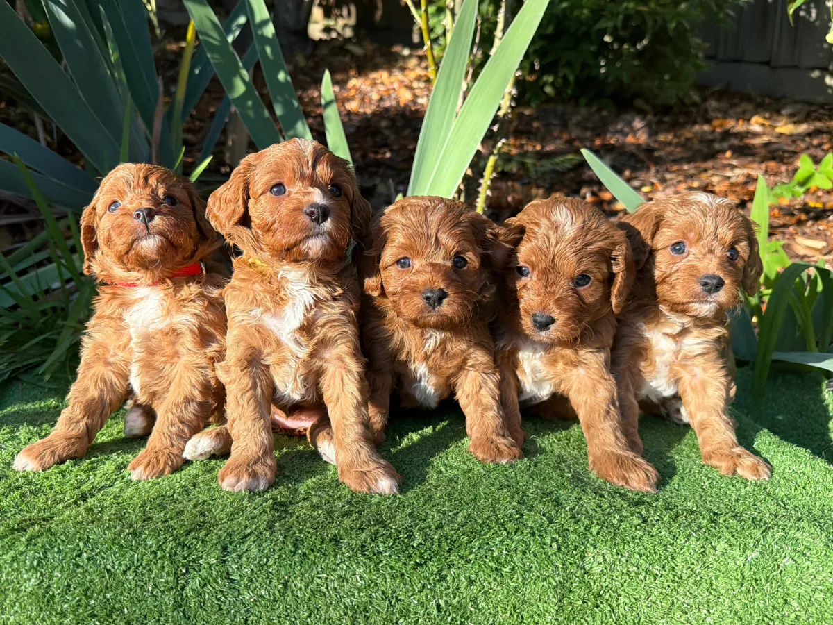 cavoodle-f1