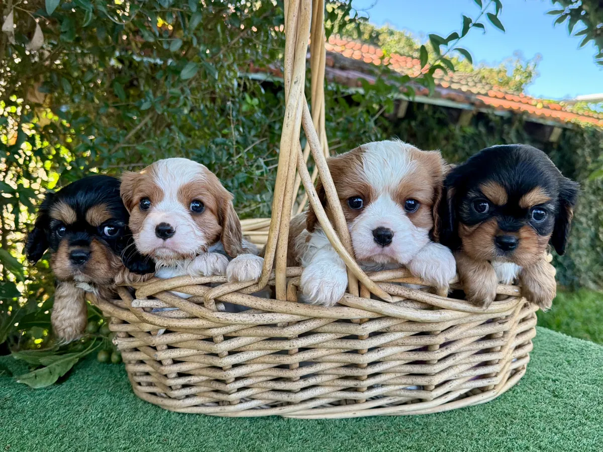 cavalier-puppies