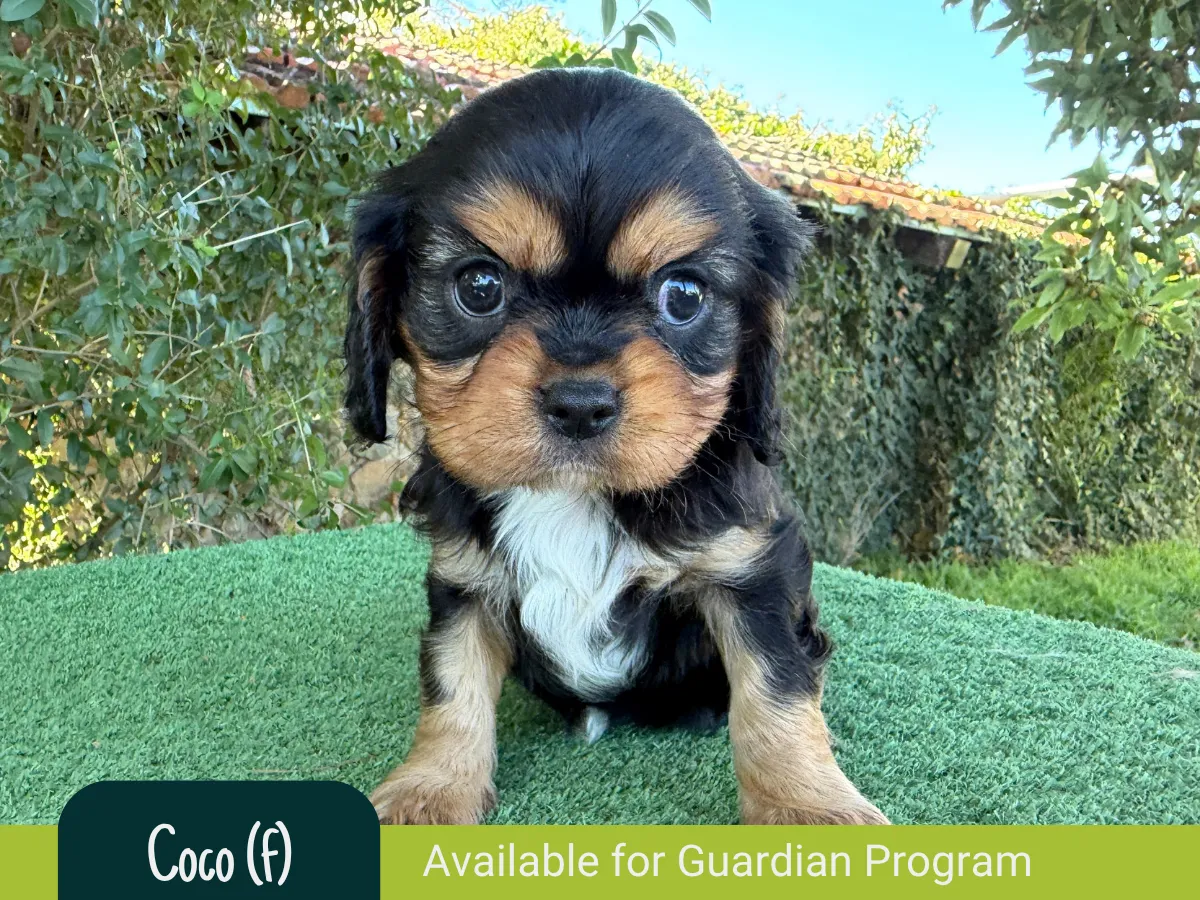 Coco