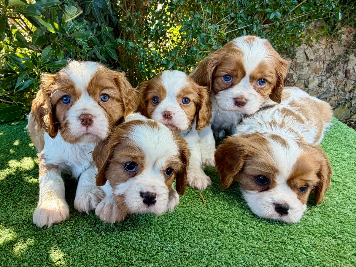 cavalierkingcharles