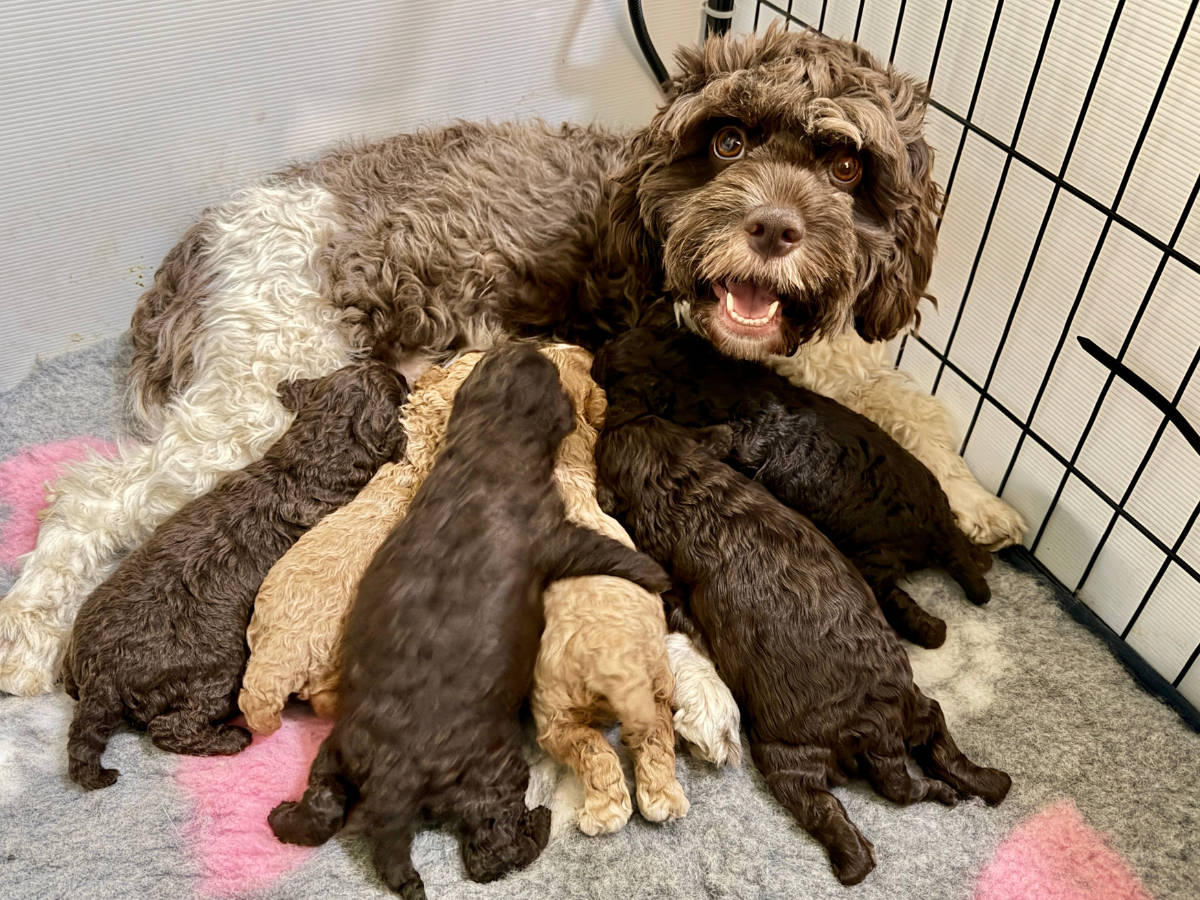 cavoodle-puppies-coming-soon