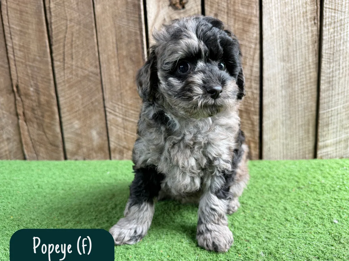 bordoodle-pups