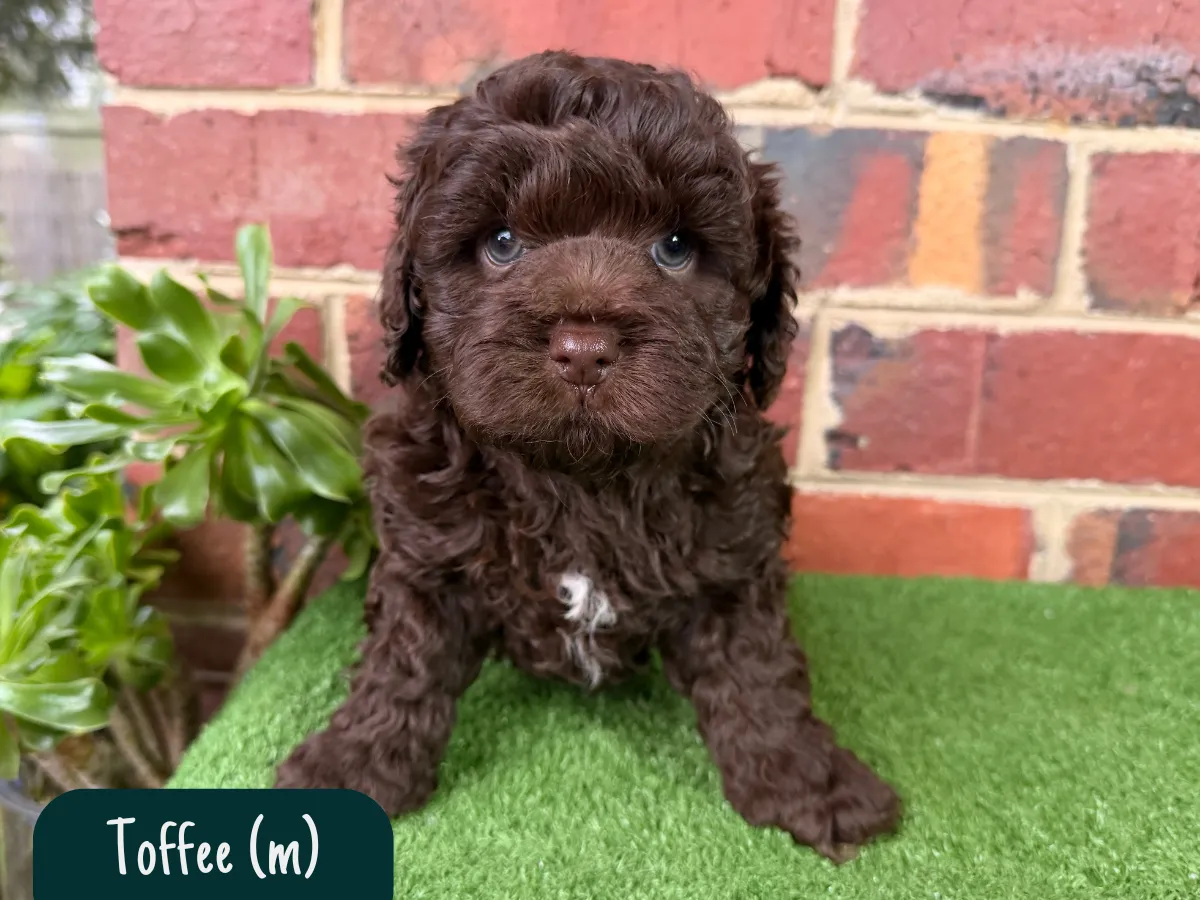 f1b-cavoodles-melbourne
