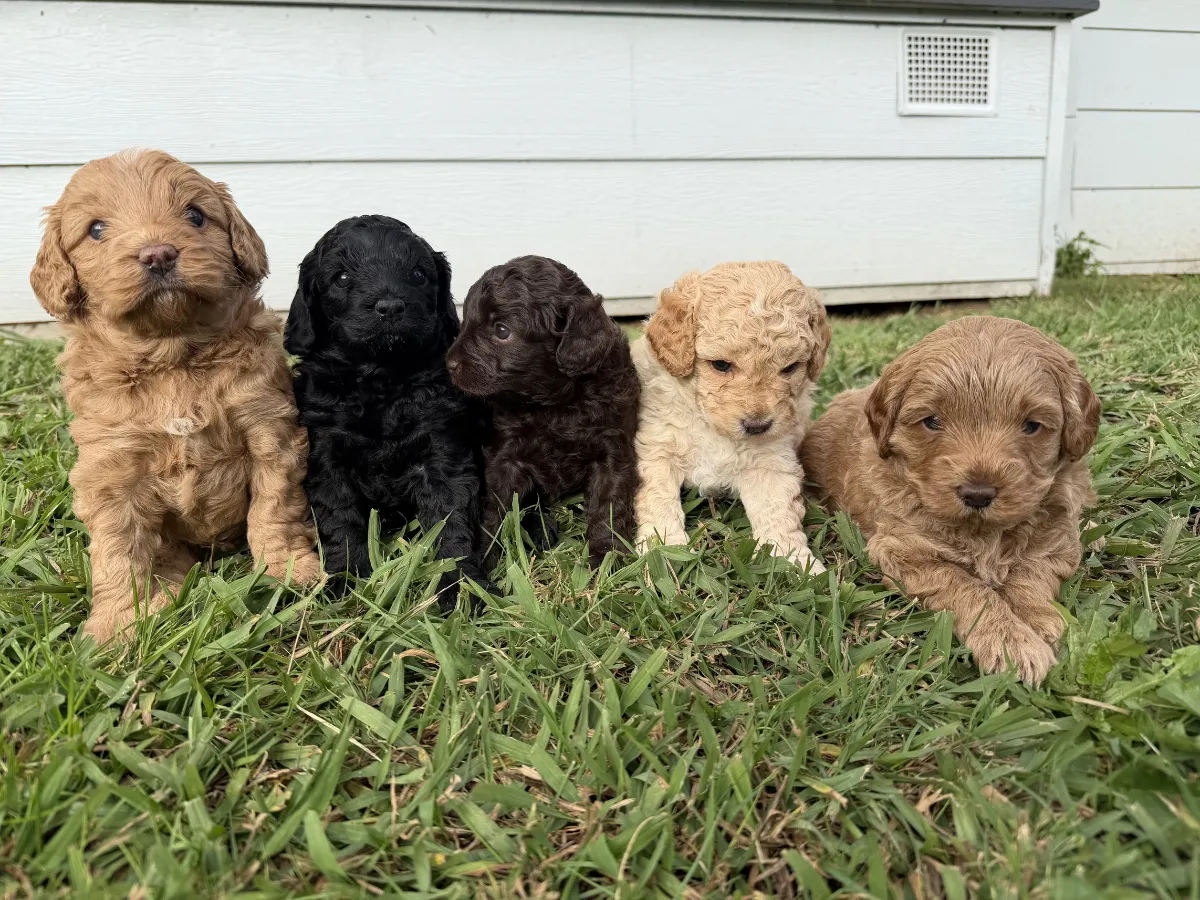 cavoodle-puppies-coming-soon