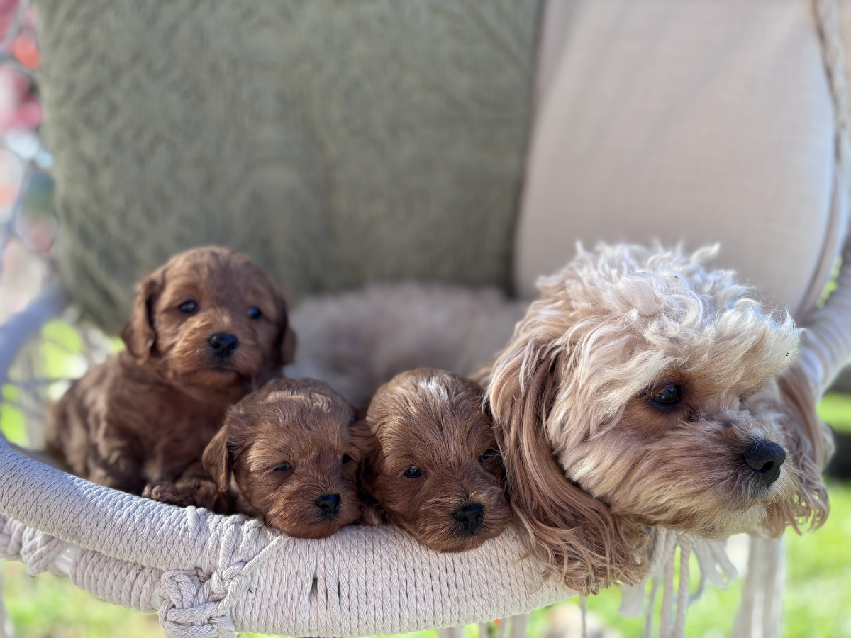 cavoodle-pups-coming-soon
