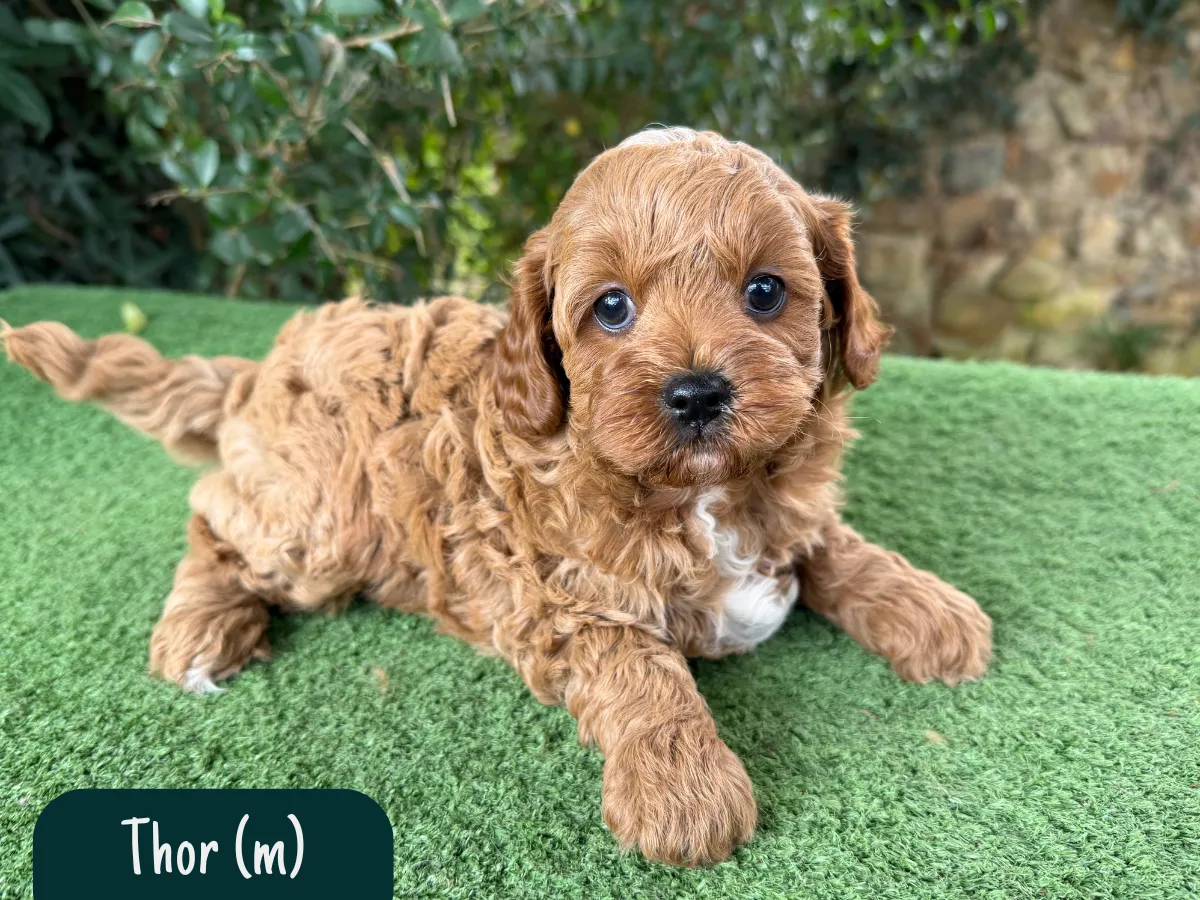 f1b-cavoodles