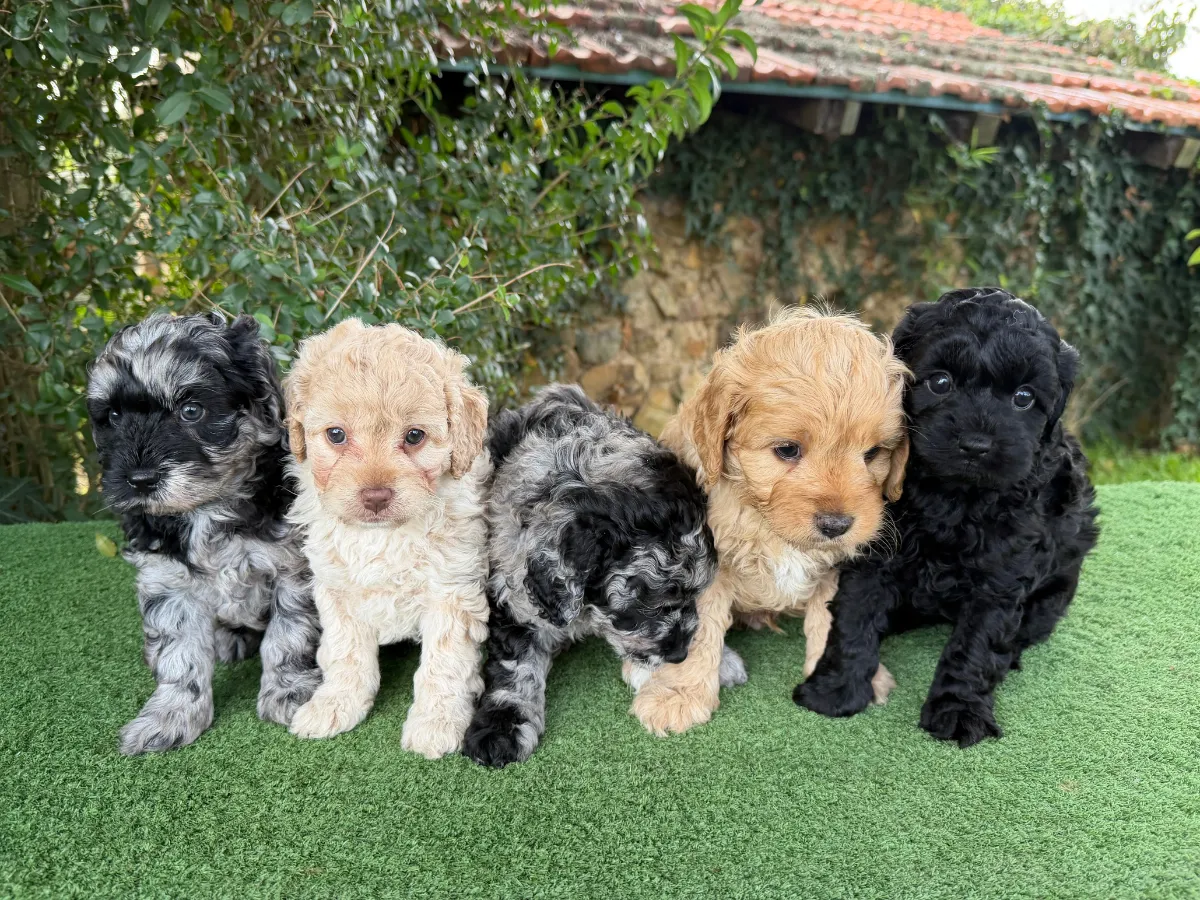 cavoodle-puppies-available