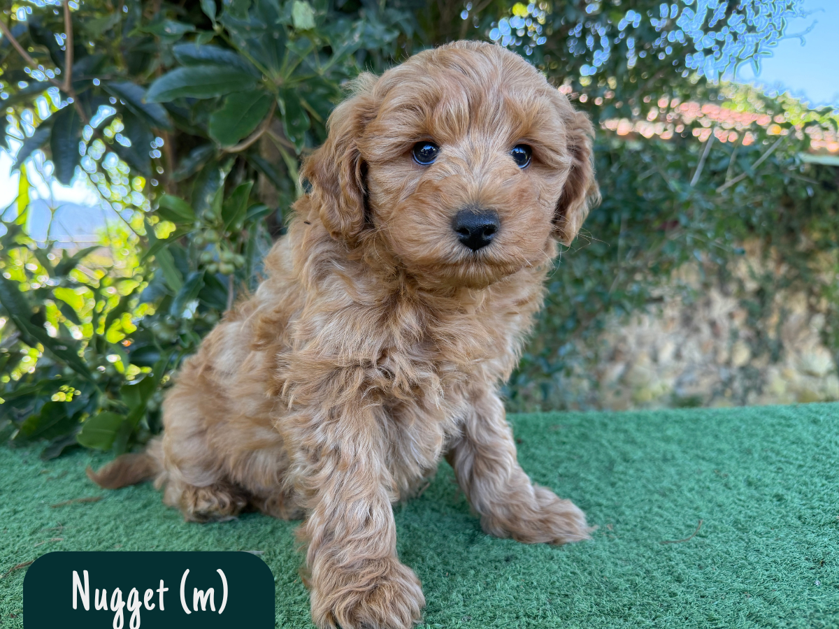 bordoodle-puppies