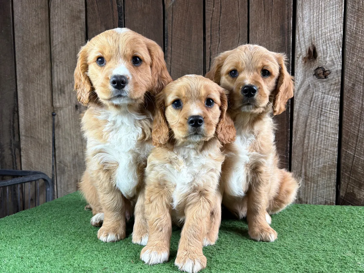 Polly & Winston's
