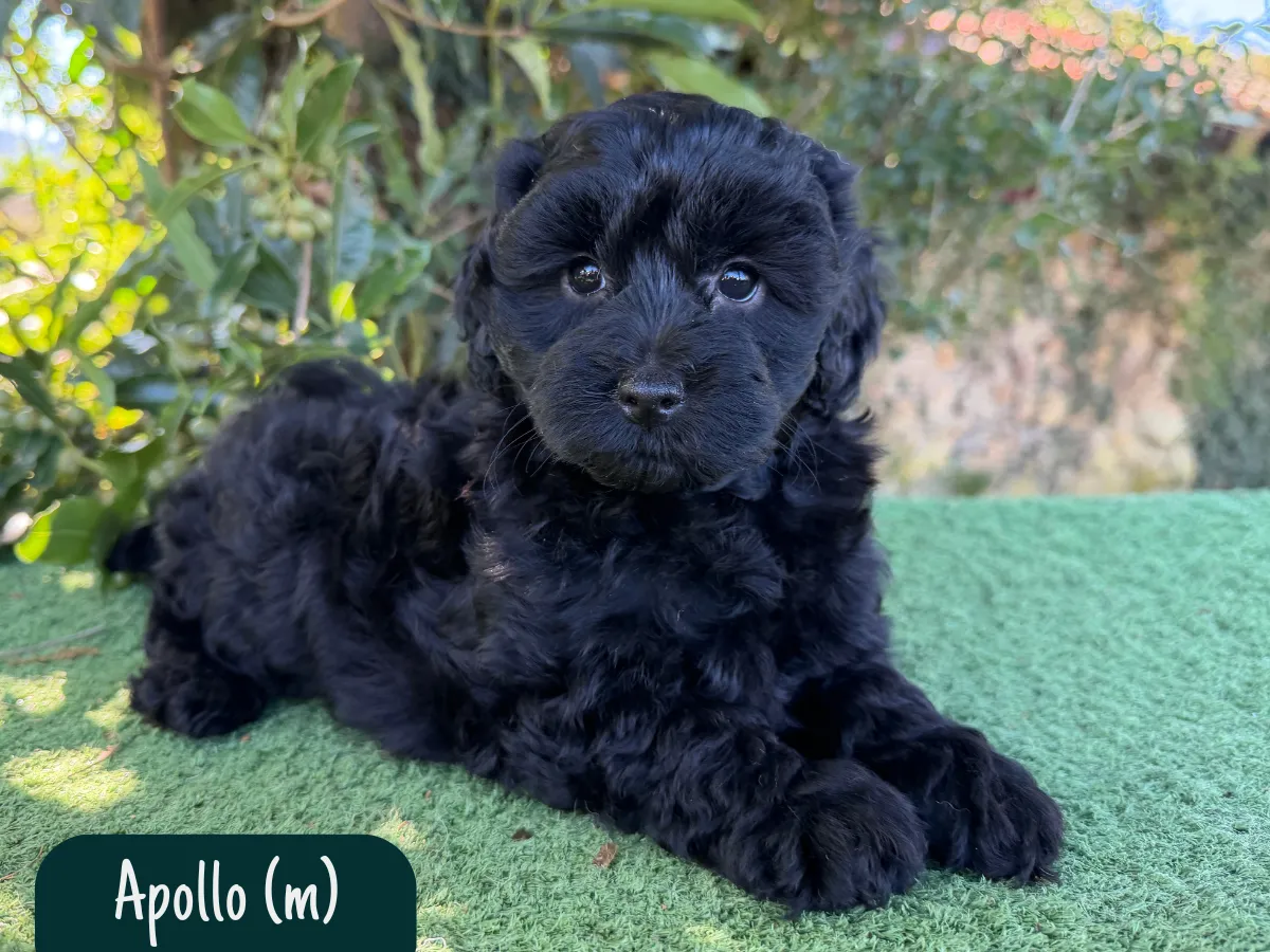 bordoodle-puppies-for-sale