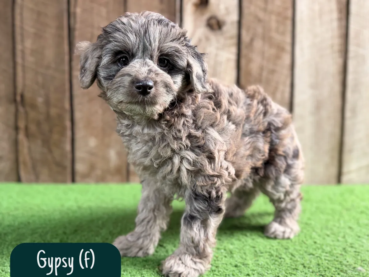 bordoodle-pups