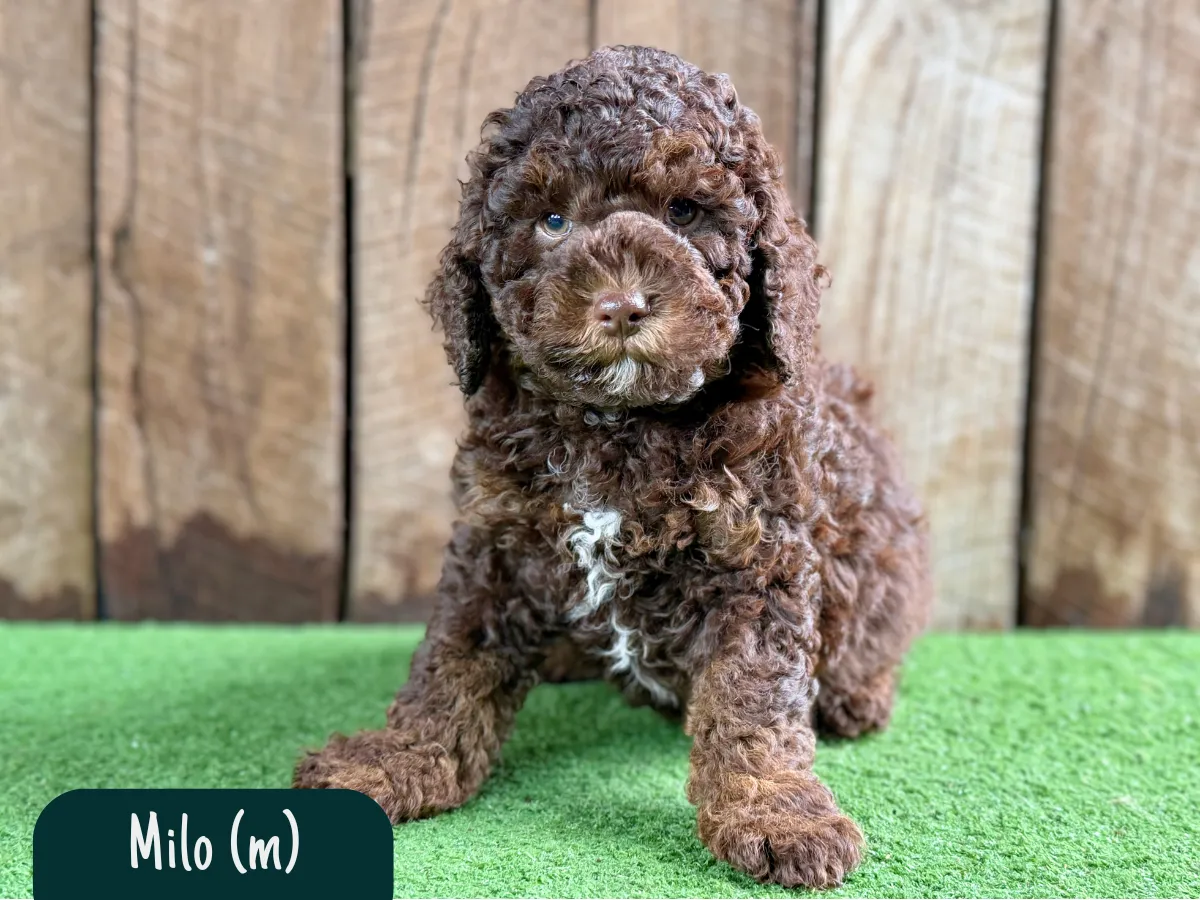 f1b-cavoodles-melbourne