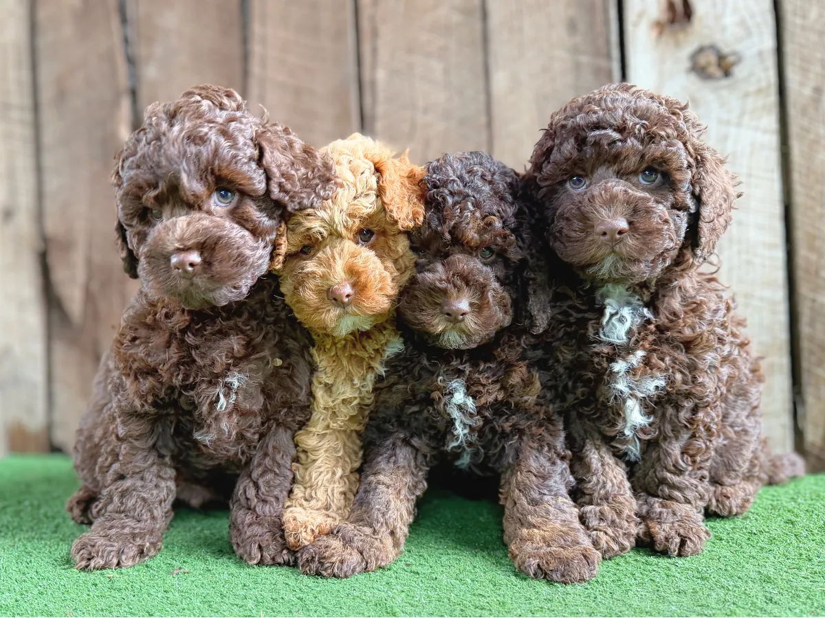 f1b-cavoodles-melbourne