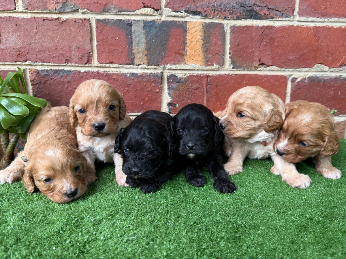cavoodle-pups-coming-soon