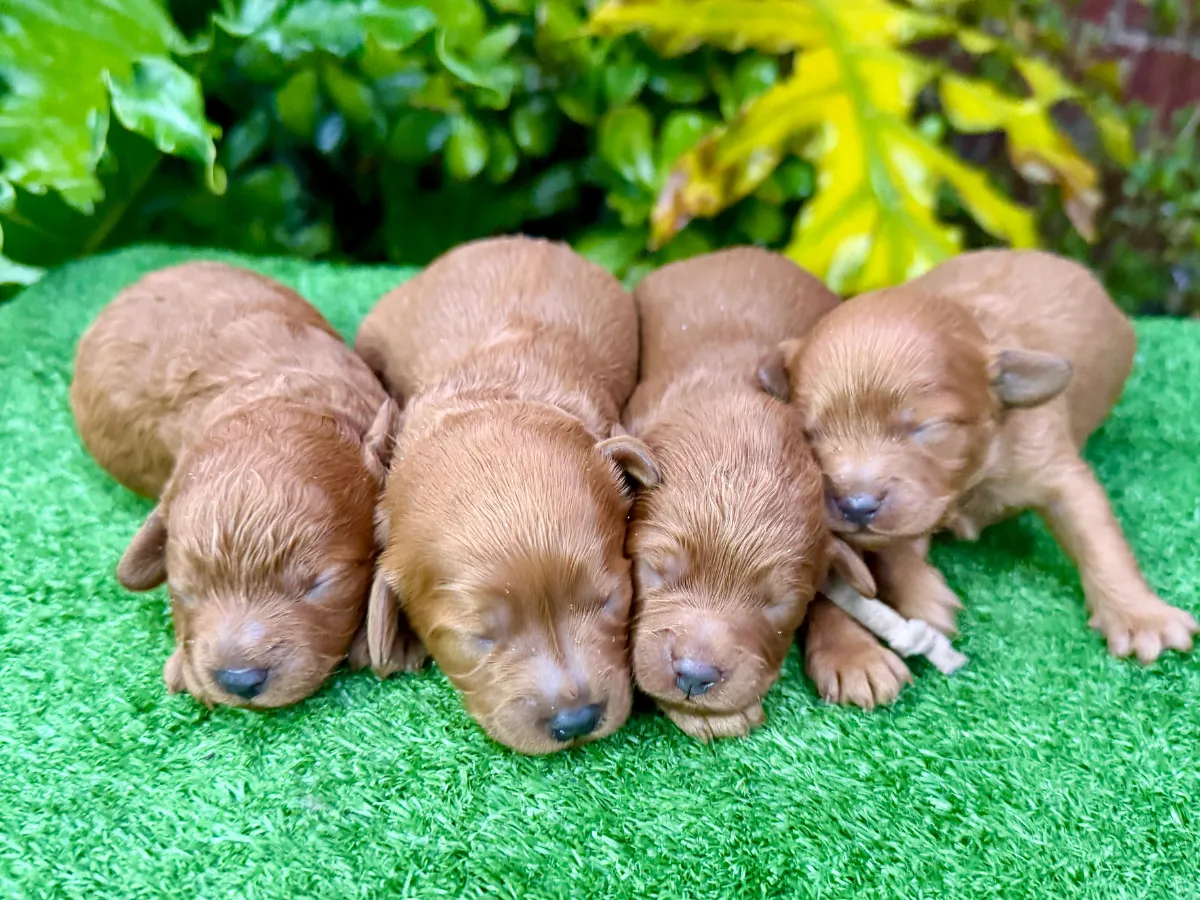 toy-cavoodle-puppies-victoria