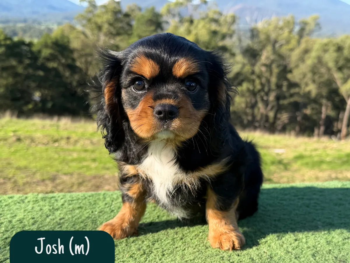 cavalier-puppies