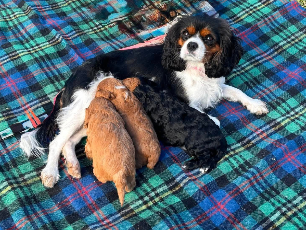 cavoodle-puppies-coming-soon