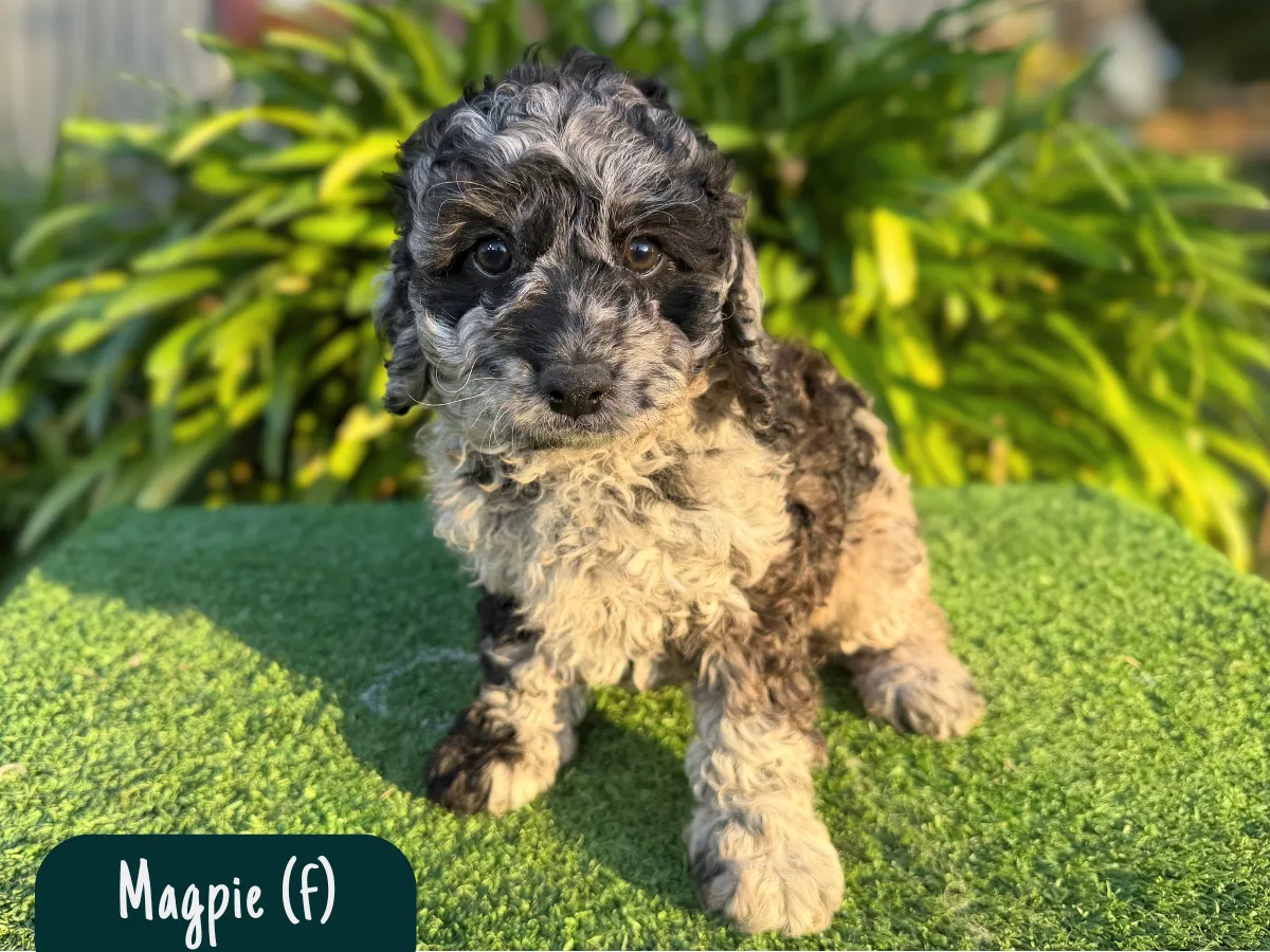cavoodle-pups-victoria