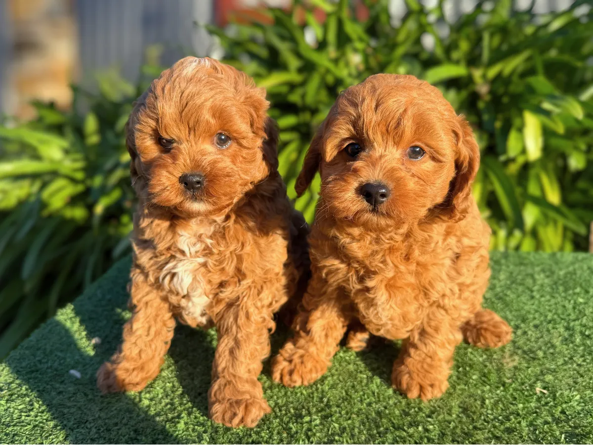 f1b-cavoodles