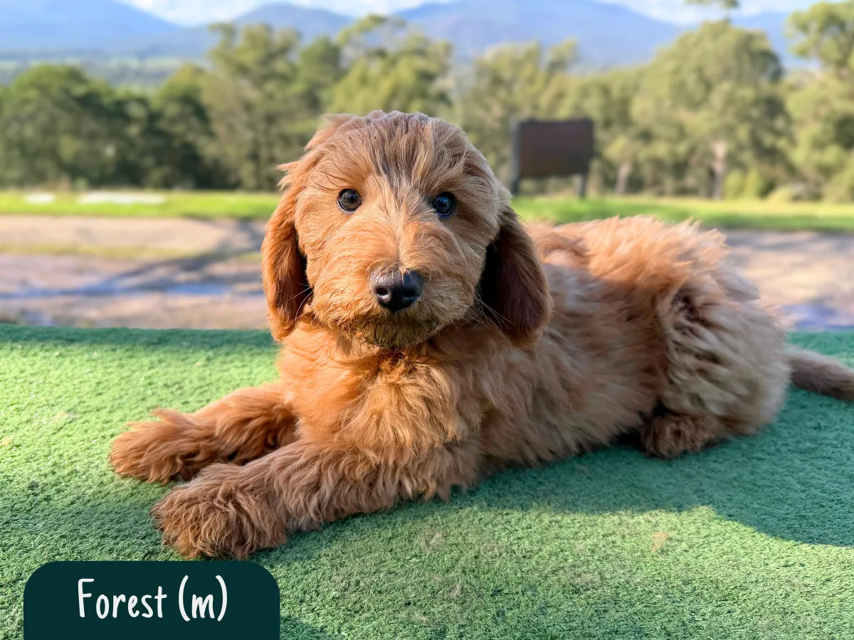bordoodle-puppies
