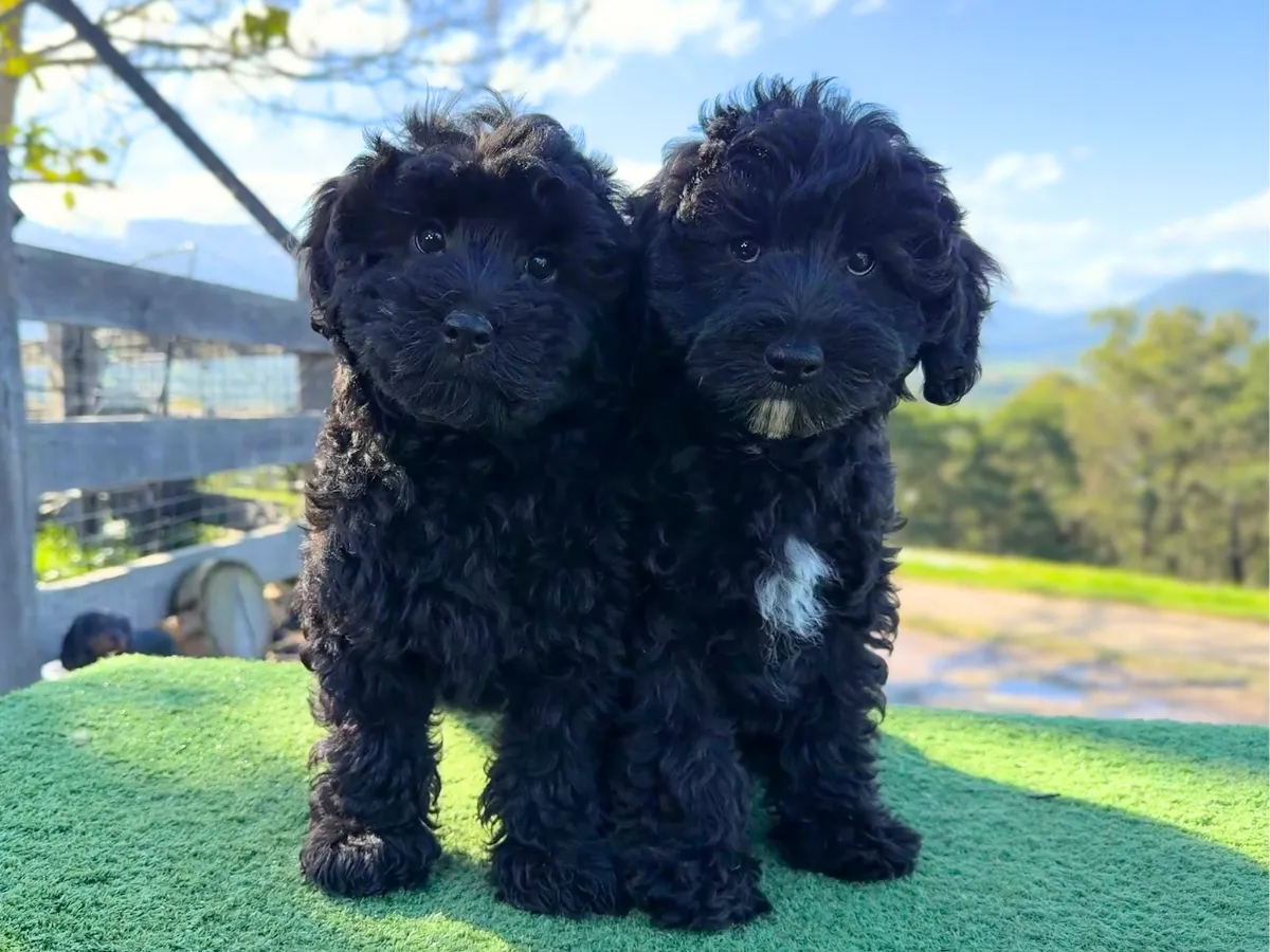 bordoodle-puppies-for-sale