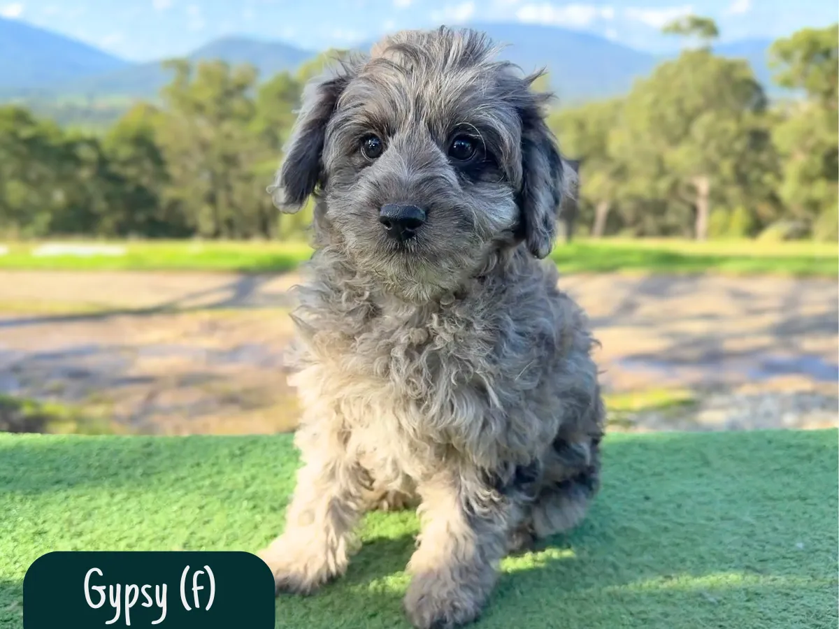 bordoodle-pups