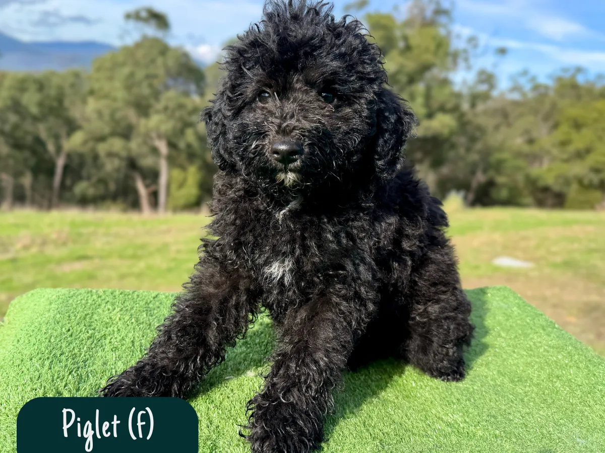 bordoodle-pups