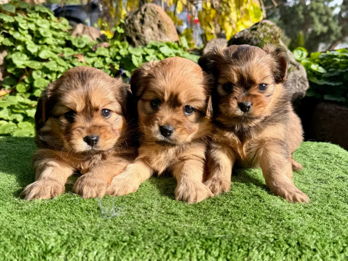 Willow & Tyson's