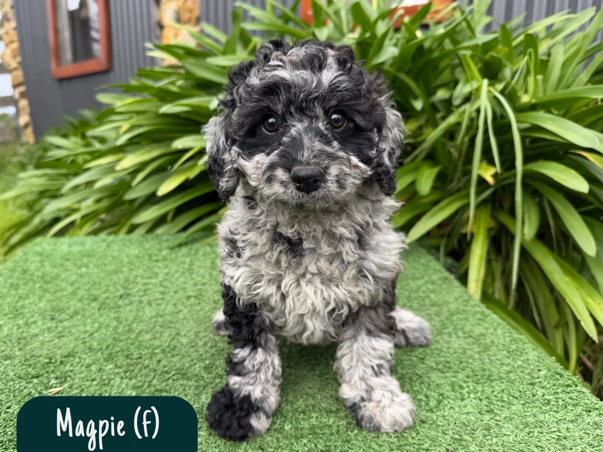 cavoodle-pups-victoria